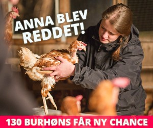 130 burhøns får ny chance